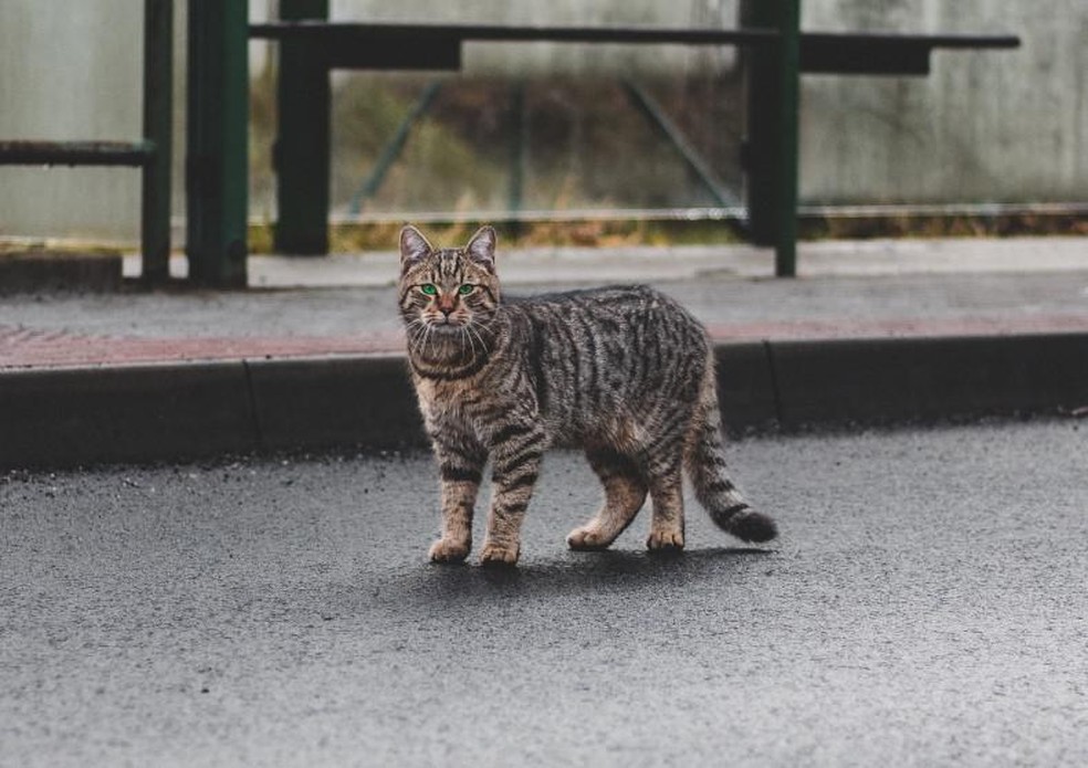 Na foto, o gato da raça ocicat originário da cidade de Berkley, nos Estados Unidos — Foto: ( Pexels/ Lukáš Vaňátko/ CreativeCommons)