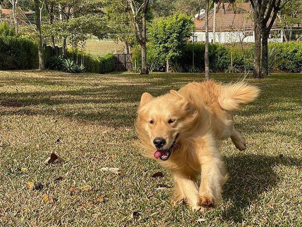 Ele tem energia de Golden Retriever!