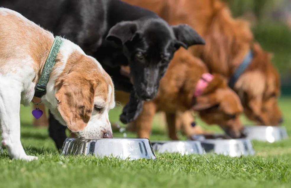 É importante adestrar os cães para eles comerem nos seus próprios comedouros — Foto: Canva/ CreativeCommons