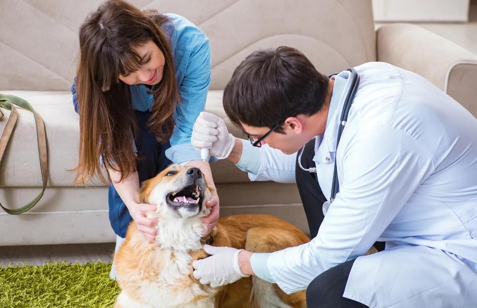O atendimento veterinário a domicílio deixa o pet mais tranquilo e relaxado para a avaliação — Foto: Canva/ CreativeCommons