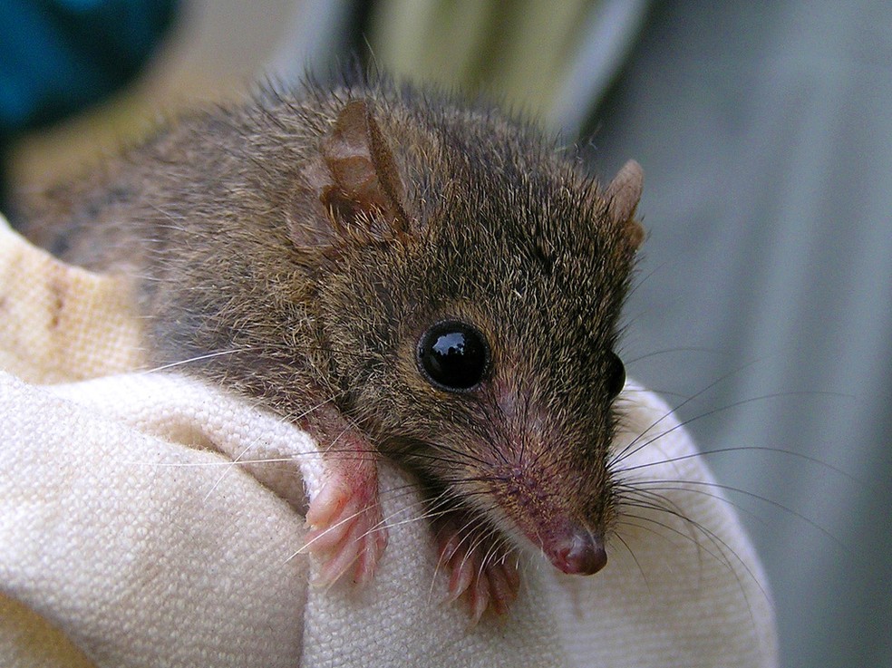 Rato-marsupial-australiano – Antechinus stuartii — Foto: Mel Williams/ Wikimedia Commons/ CreativeCommons