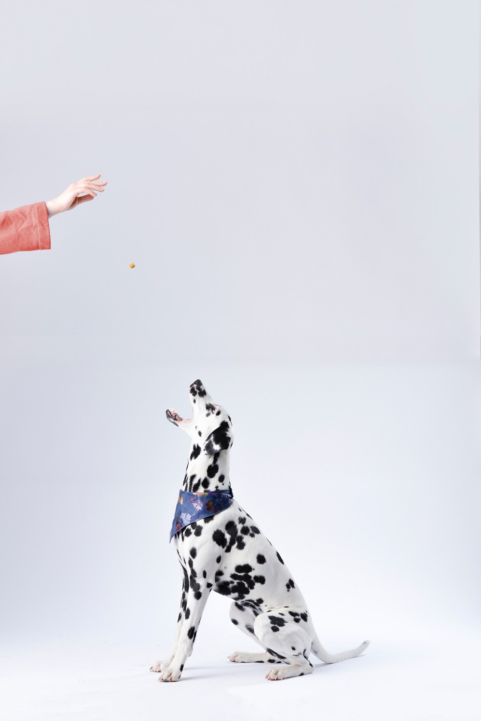 Os petiscos são utilizados na fase de indução, para manter o cachorro atento ao alimento — Foto: Pexels/ Kasuma/ CreativeCommons