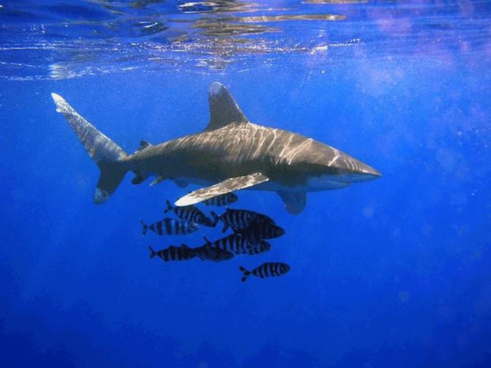Tubarão-galha-branca-oceânico - Carcharhinus longimanus — Foto: ( OldakQuill/ Wikimedia Commons/ CreativeCommons)