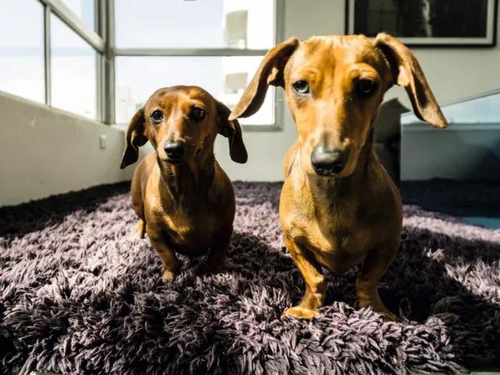 Os dachshunds são conhecidos como salsichas no Brasil por conta de seu formato comprido — Foto: ( Christian Maldonado/ Editora Globo)