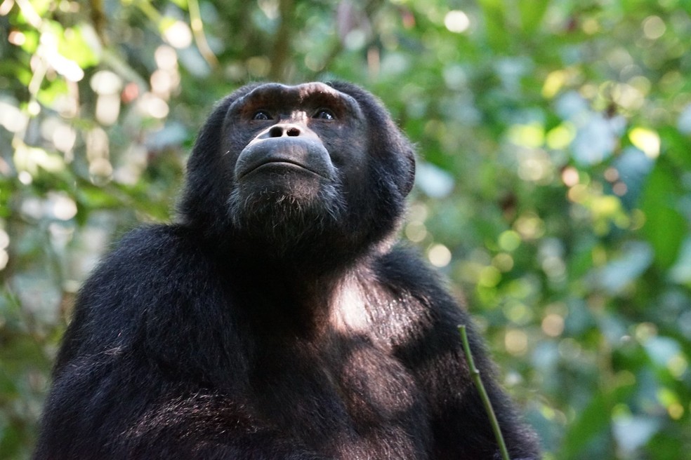 Os chimpanzés do estudo mostraram ser menos impulsivos do que os adolescentes humanos — Foto: Unsplash/ Julie Ricard/ CreativeCommons