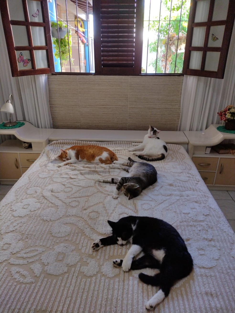 Os gatos da casa de Eva, todos conhecidos por nome e personalidades, se dividem entre o interior da casa, o espaço gourmet e o terraço — Foto: Eva Heim/ Arquivo pessoal