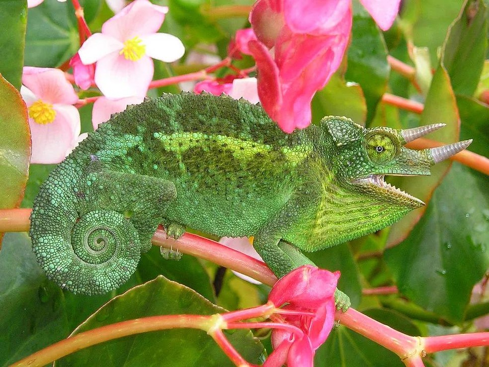 Camaleão-de-jackson – Trioceros jacksonii — Foto: ( Domínio Público/ WikimediaCommon)