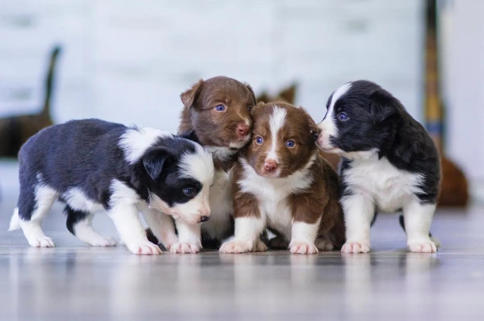 Oito raças de cão que possuem mutações genéticas que as tornam únicas