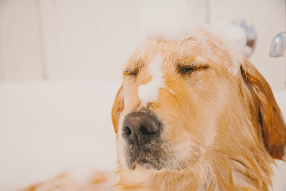 O pH dos xampus humanos é diferente dos de pet, portanto os cães só devem tomar banho com  produtos próprios para a espécie — Foto: Pixabay/ Rachyt73/ Creative Commons