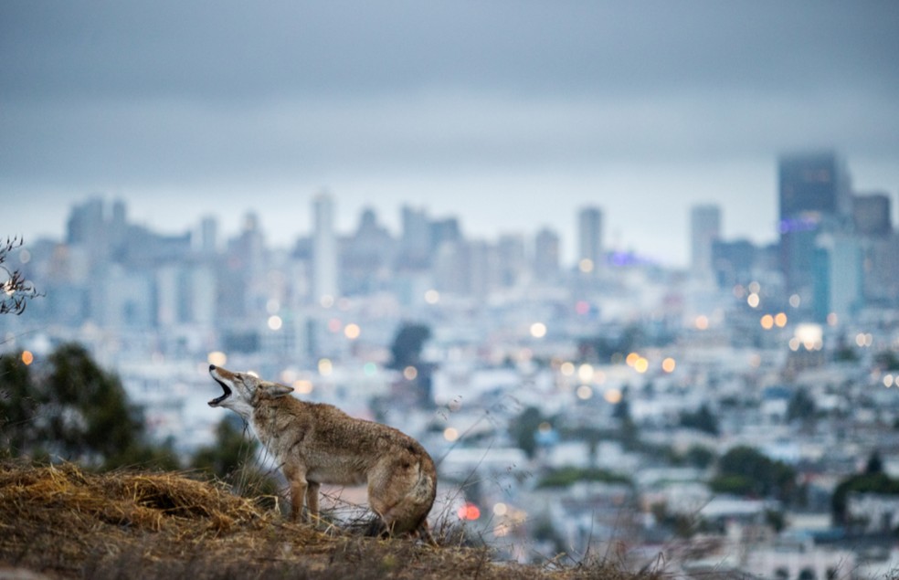 O fotográfo americano busca mostrar como animais selvagens se adaptaram ao convívio da vida urbana  — Foto:  Corey Arnold/ Sony World Photography Awards
