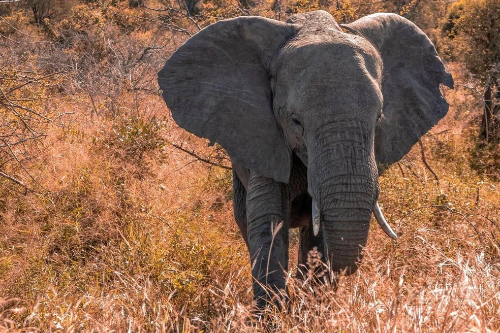 Os elefantes comem terra quando querem repor seus minerais — Foto: ( Pexels/ RENATO CONTI/ CreativeCommons)