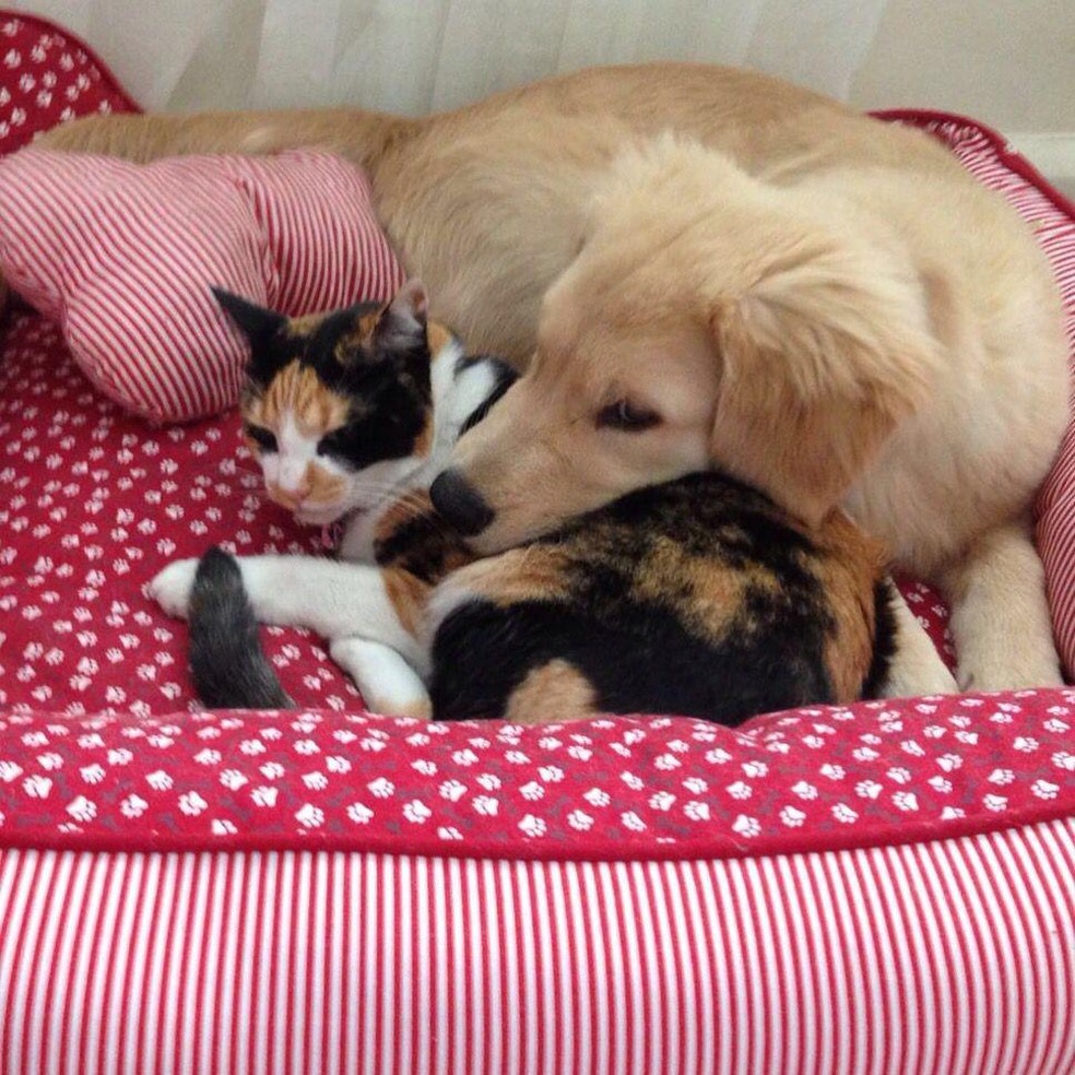 A golden retriever Amora e a gata Nina possuem uma excelente relação, fundamentada no respeito — Foto: ( Ana Clara Pompeu/ Arquivo Pessoal)