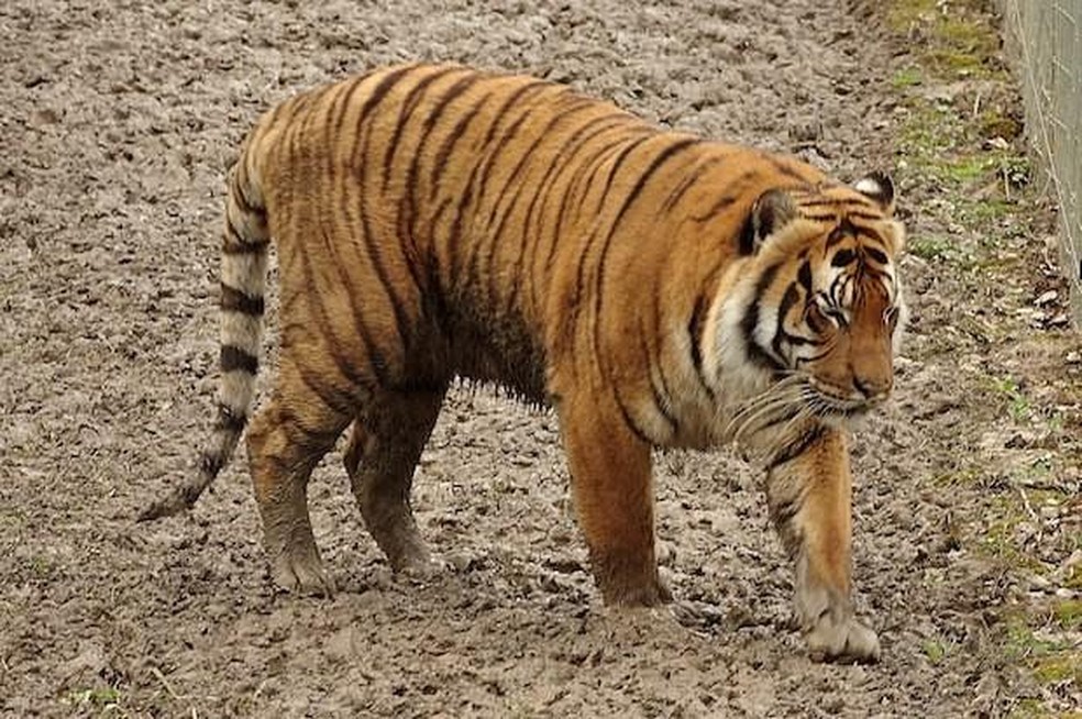 gato que parece um tigre｜Pesquisa do TikTok