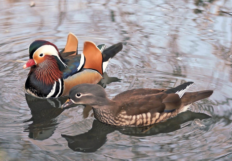 Patos-mandarim macho e fêmea — Foto: Yoky/ Wikimedia Commons/ Creative Commons