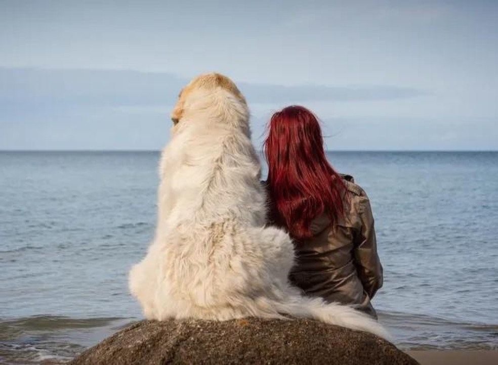 Cães de tutores dedicados e atenciosos às suas necessidades são mais seguros e resilientes — Foto: ( Pixabay/ Sven Lachmann/ CreativeCommons)