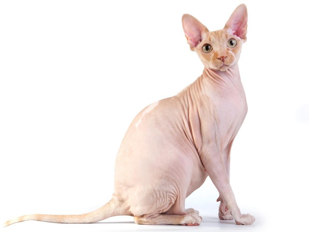 O gato da raça sphynx, famoso por não ter pelos, estará presente no evento — Foto: ( Shutterstock/ Divulgação)
