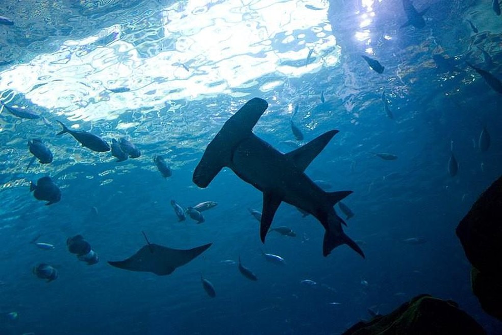 Conheça 5 animais marinhos ameaçados de extinção