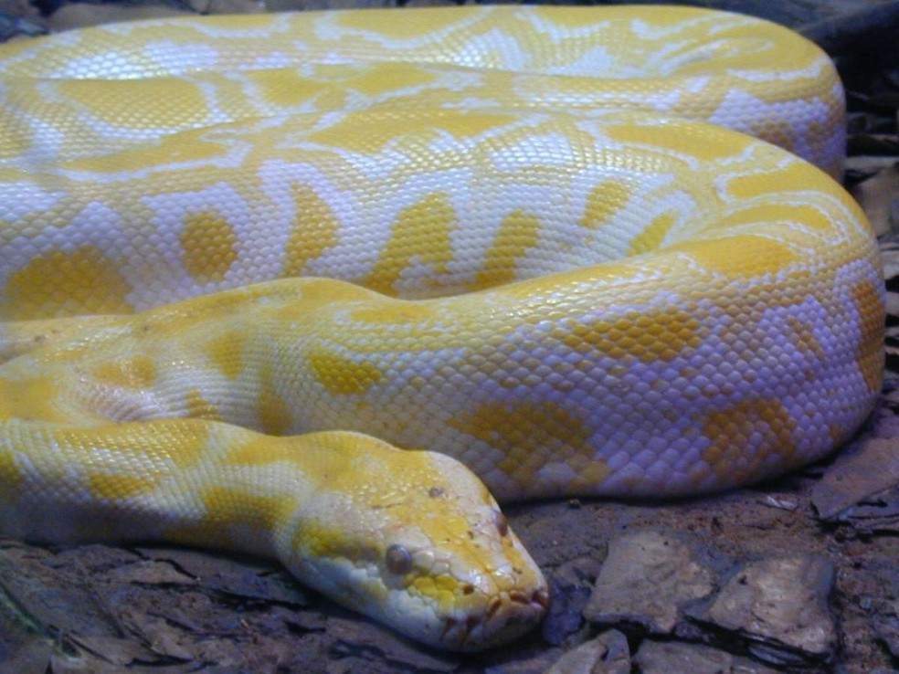 Na foto, cobra píton albina das cores branco e amarelo — Foto: ( Flickr/ Luiz Ernesto/ CreativeCommons)