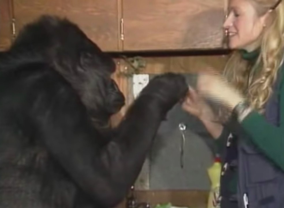 Estudar a comunicação por linguagem de sinais com primatas pode abrir muitas portas para a ciência, mas deve ser feito com responsabilidade e ética, priorizando o bem-estar animal — Foto: YouTube/ kokoflix/ Reprodução