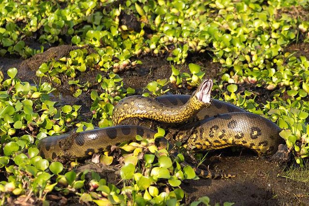 A píton-reticulada é a maior cobra do mundo — Foto: ( Wikimedia Commons/ CreativeCommons)