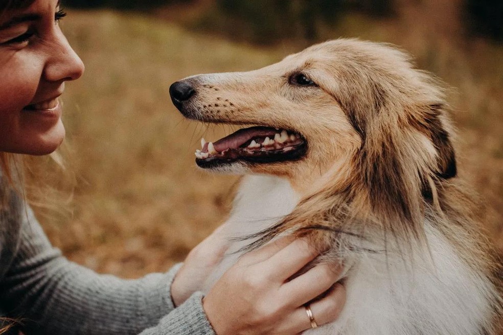 Olhar fotos de animais fofinhos deixa as pessoas mais felizes e produtivas,  segundo estudo