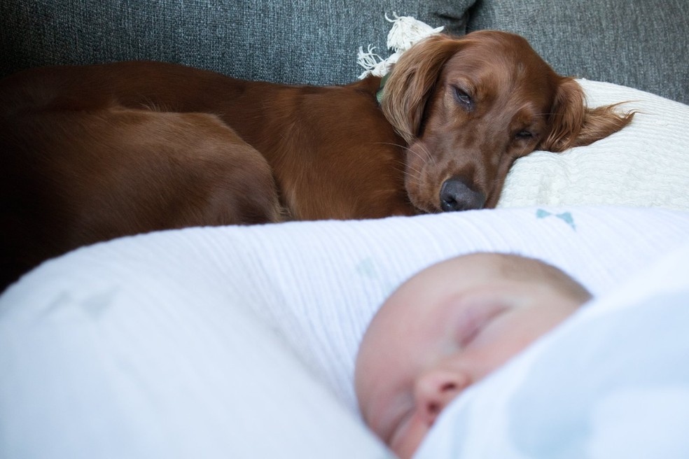 Estudos recentes na área concluíram que crianças cujas mães tiveram um cão por perto enquanto estavam grávidas e no primeiro ano de vida apresentaram a um risco significativamente menor de desenvolver a dermatite aos 2 anos — Foto: Unsplash/ Ryan Stone/ CreativeCommons