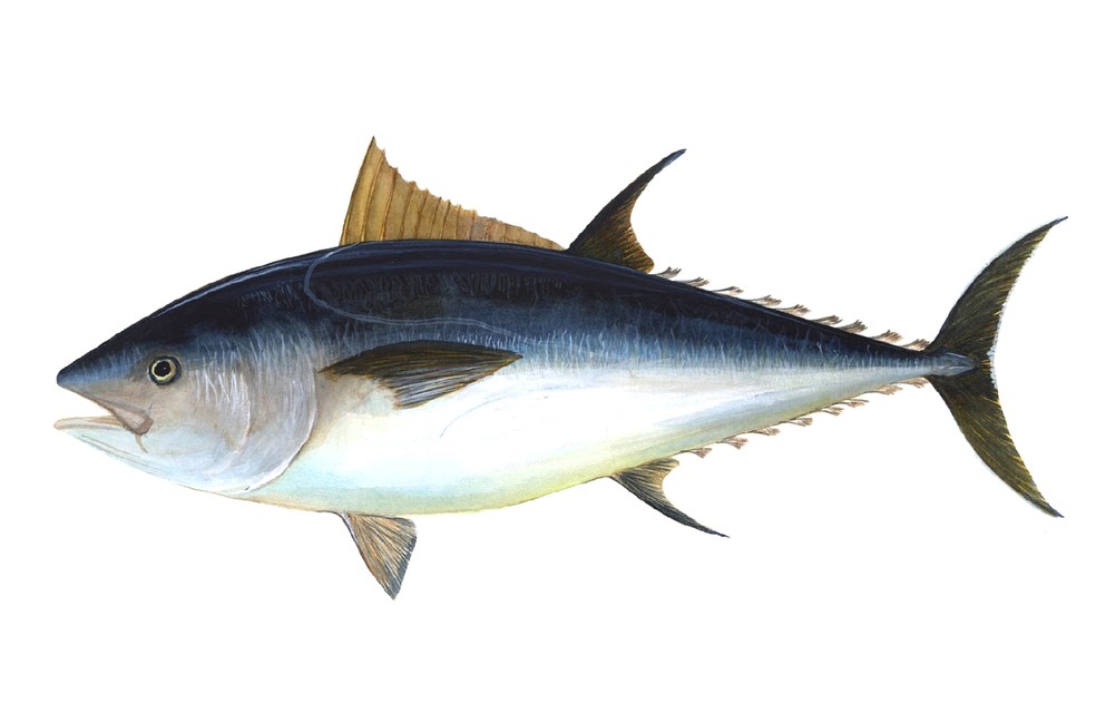 Atum-rabilho – Thunnus thynnus — Foto: Domínio público / Wikimedia Commons