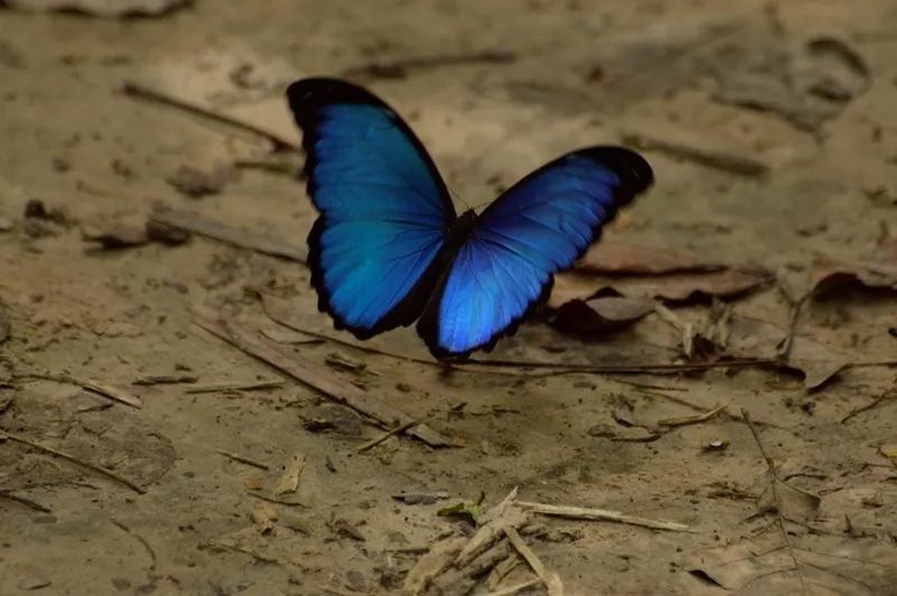 Borboleta-azul – Morpho menelaus eberti — Foto: ( Edson Guilherme/ SiBBr/ CreativeCommons)