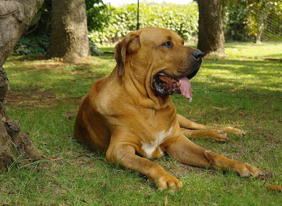 Os filas brasileiros são ótimos cães de guarda. Sua origem é resultado do cruzamento de cachorros europeus no período da colonização do país — Foto: Patrizia Facco/ Wikimedia Commons/ CreativeCommons