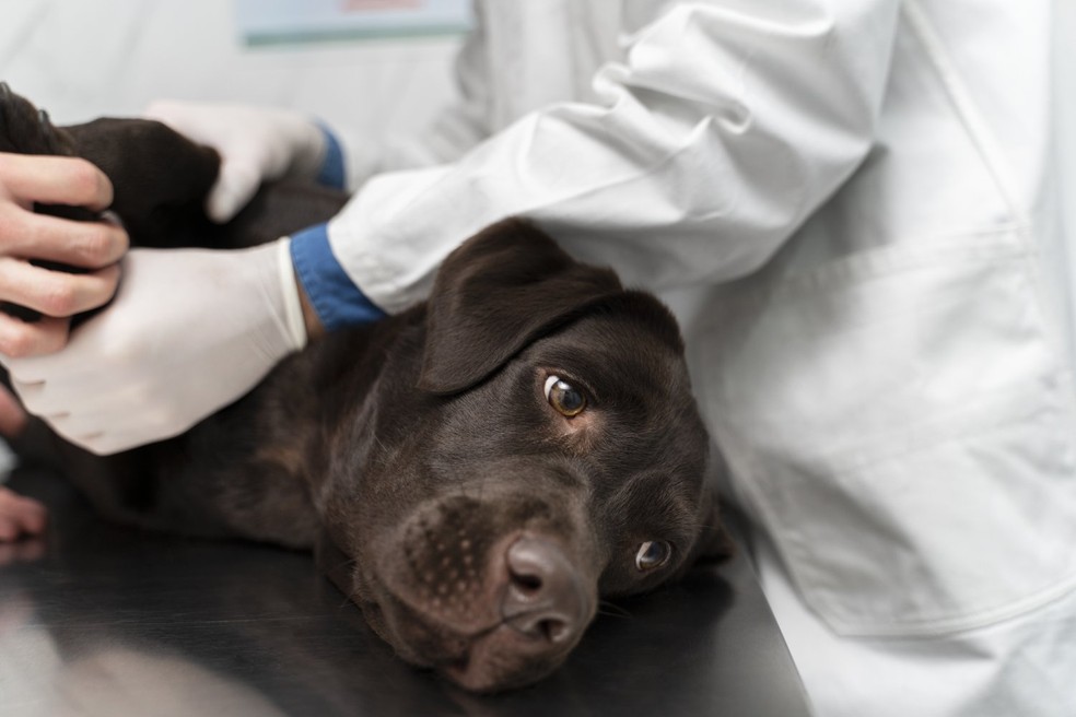 Pets devem fazer um check-up anual com o médico-veterinário e, conforme forem envelhecendo, reduzir esse intervalo para seis meses — Foto: Freepik/ Creative Commons