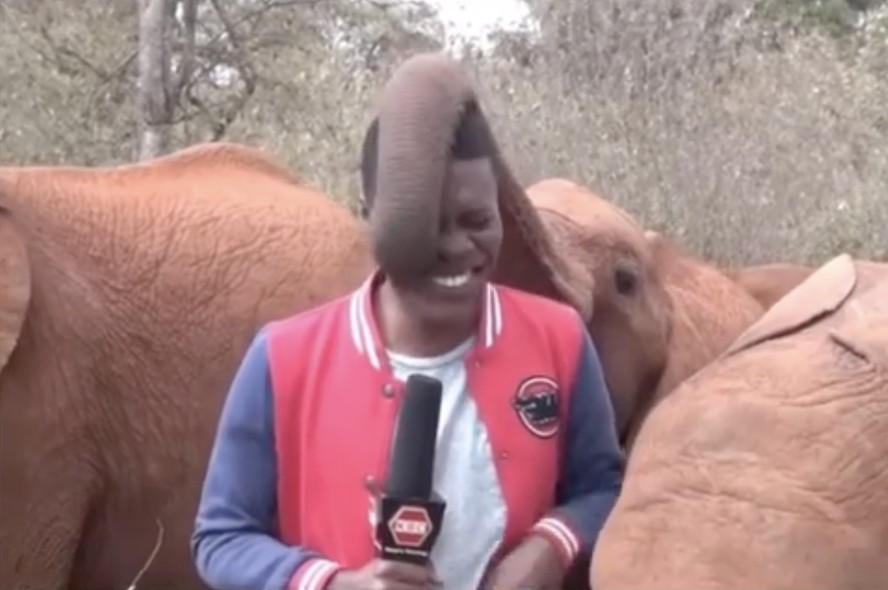 Vídeo viraliza ao mostrar elefante fazendo cócegas em jornalista durante a gravação de uma reportagem
