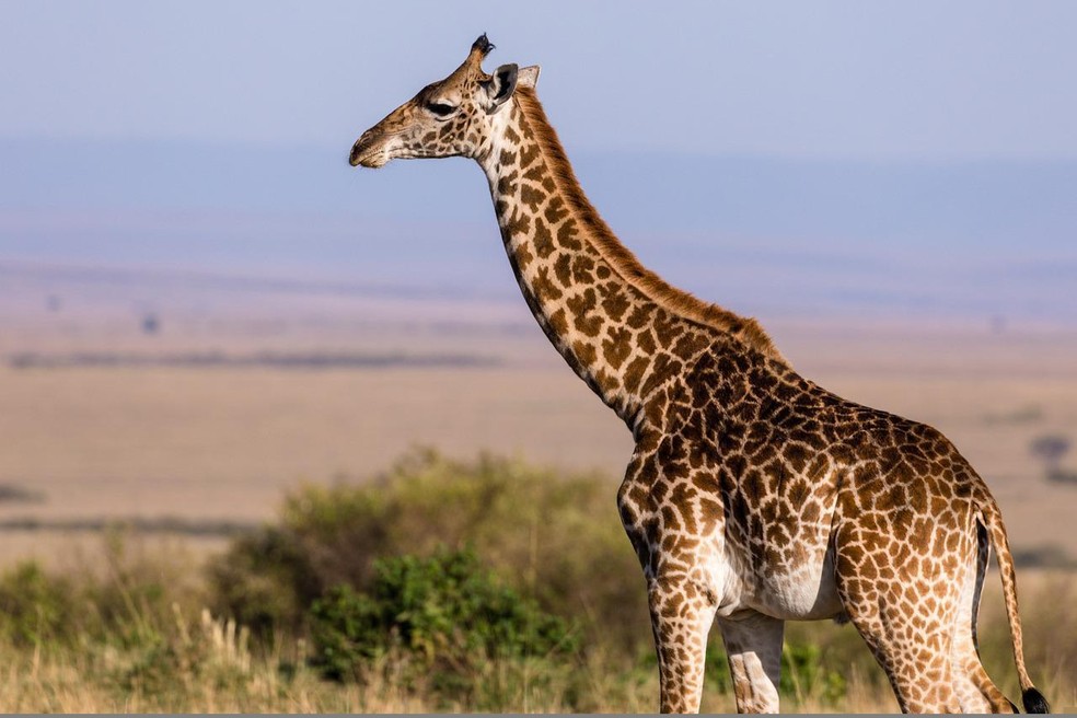 As girafas podem pesar mais de uma tonelada — Foto: antonytrivet/ Pixabay/ Creative Commons