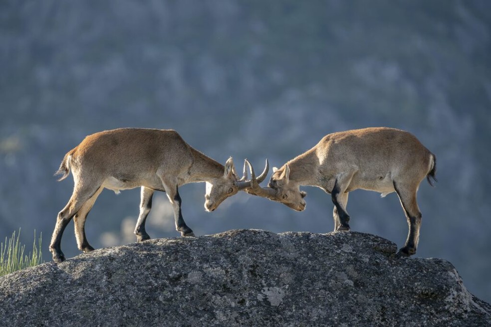 Dois íbex em combate sobre uma rocha em um parque nacional de Portugal — Foto: Norbertoe/ Wikimedia Commons/ CreativeCommons