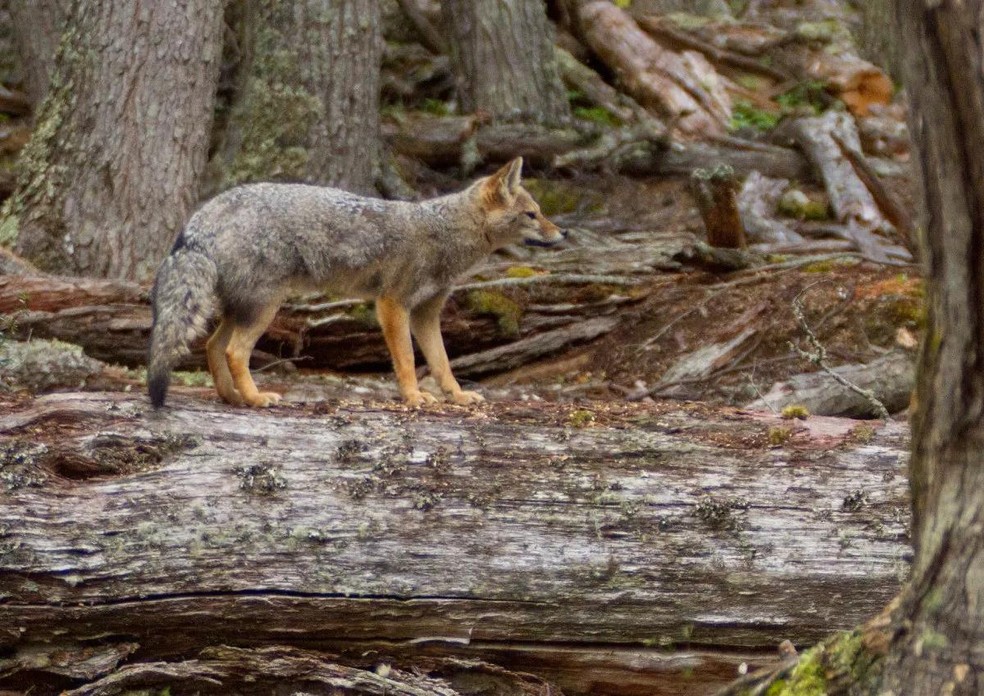 A dieta das raposas, em geral, é muito ampla: elas se alimentam de insetos, carcaças de animais e frutos, entre outros — Foto: ( Flickr/ Jon Gudorf Photography/ CreativeCommons)