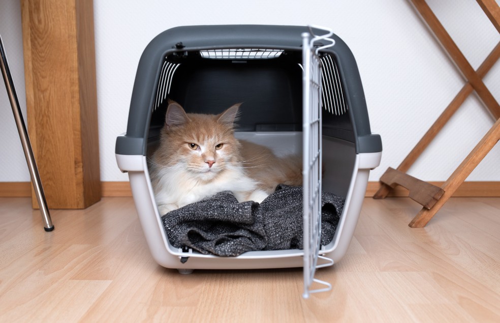 A caixa de transporte é uma boa opção para cães e gatos — Foto: Canva/ CreativeCommons