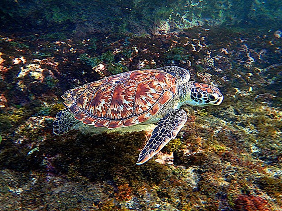 Tartaruga-de-pente - Eretmochelys imbricata — Foto: DRVIP93/ Wikimedia Commons/ CreativeCommons