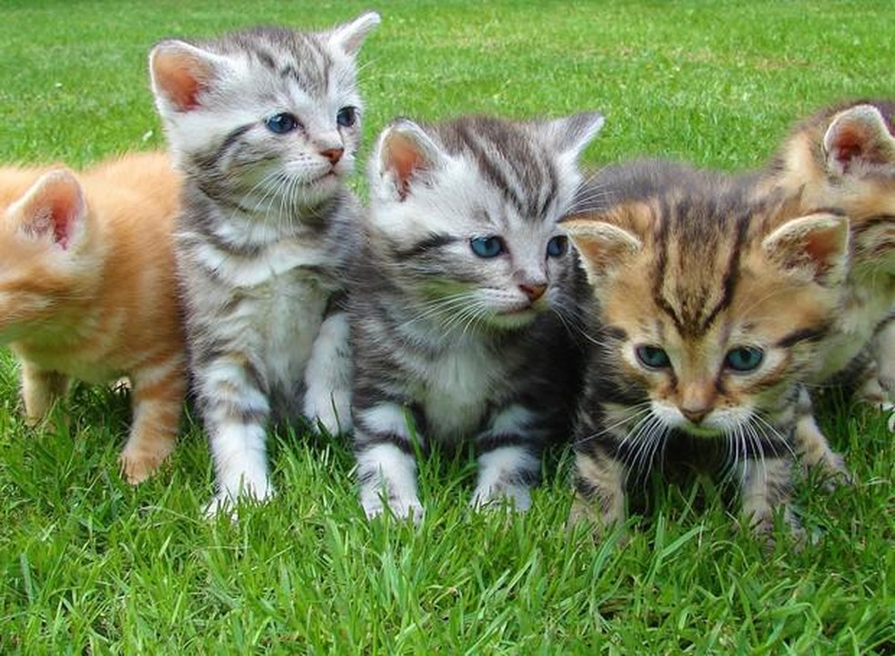 A gripe felina não passa para humanos, mas é extremamente contagiosa entre gatos — Foto: ( Pexels/ Pixabay/ CreativeCommons)