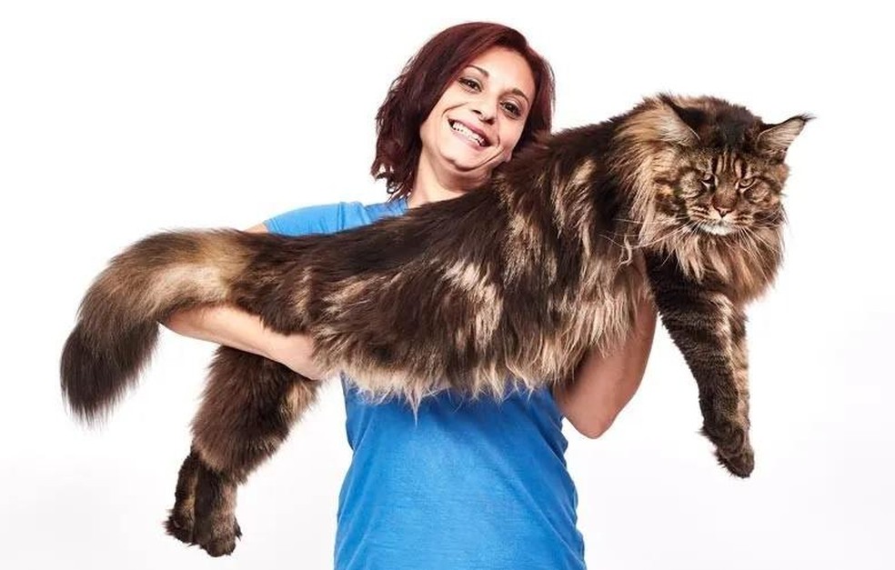 Barivel, o gato italiano considerado como o mais longo do mundo — Foto: ( GWR/ Reprodução)