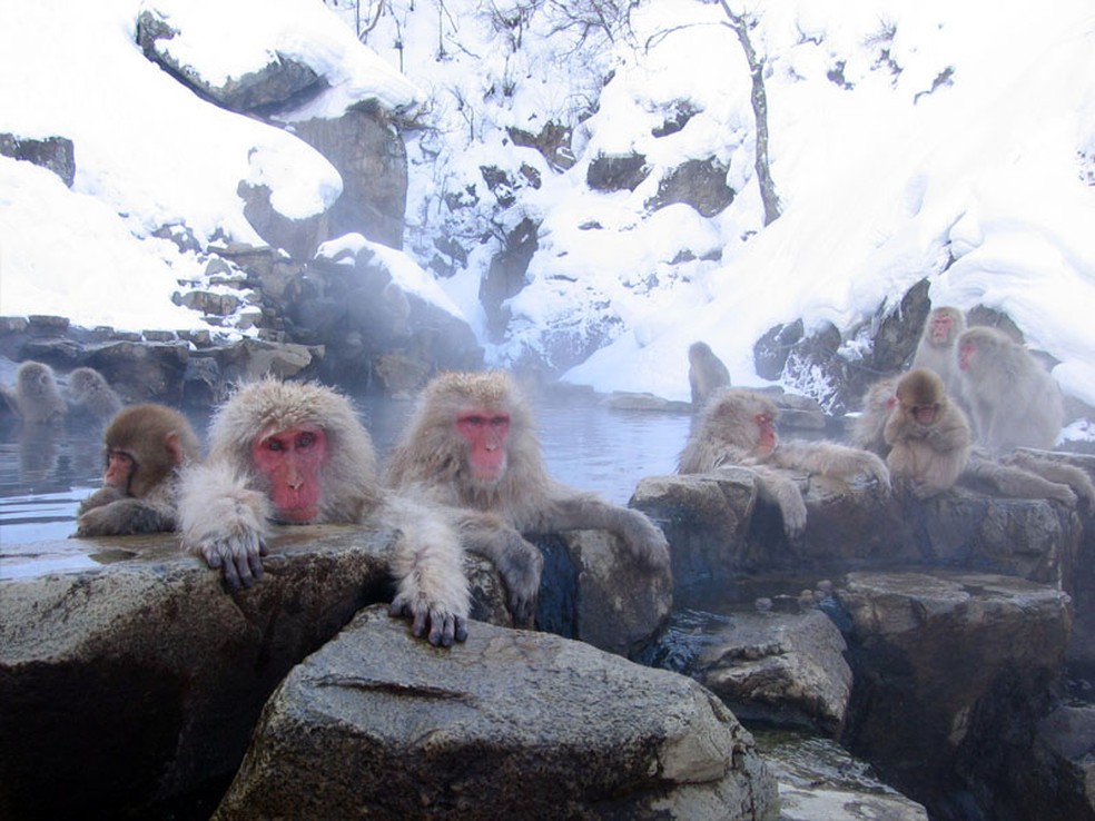 Macacos-japoneses na fonte termal de Jigokudani em Nagano, no Japão — Foto: Yosemite/ Wikimedia Commons/ Creative Commons