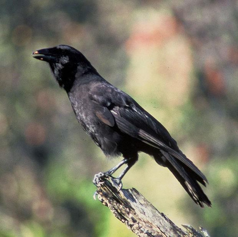 Corvo-havaiano – Corvus hawaiiensis — Foto: ( Domínio Público/ WikimediaCommons)