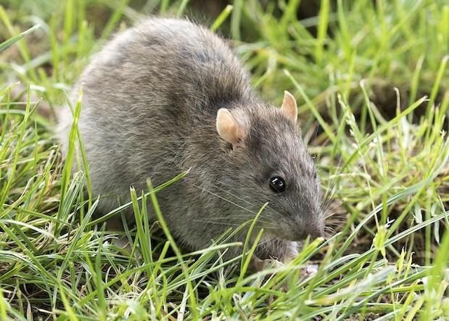 Gravidez a jato: as gestações mais rápidas do reino animal ...