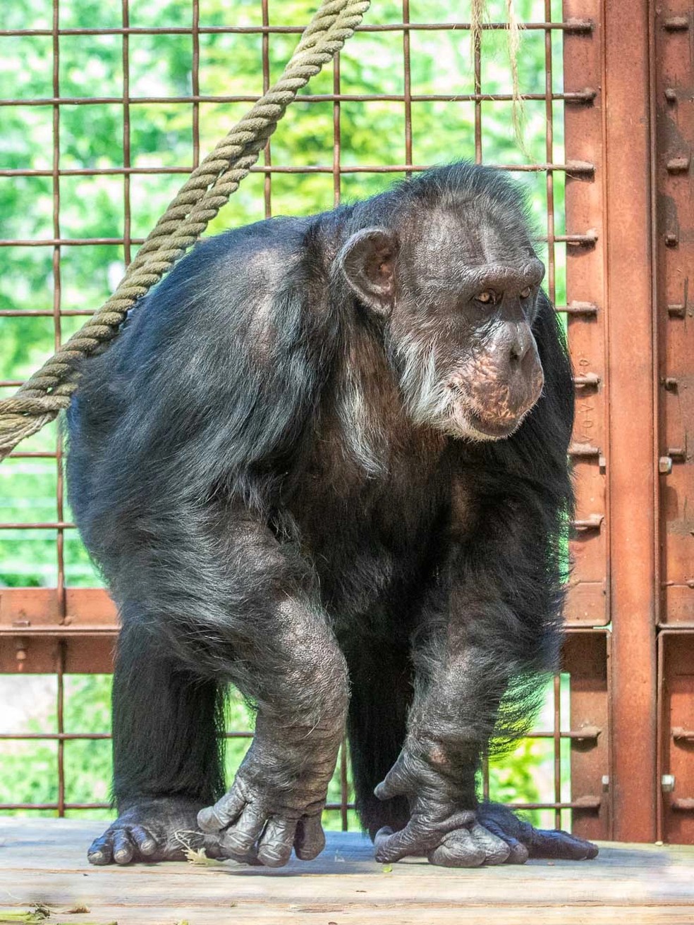 Loulis (foto) foi um dos chimpanzés adotados por Washoe e a quem ela transmitiu o conhecimento sobre LSA — Foto: The Fauna Foundation/ Reprodução