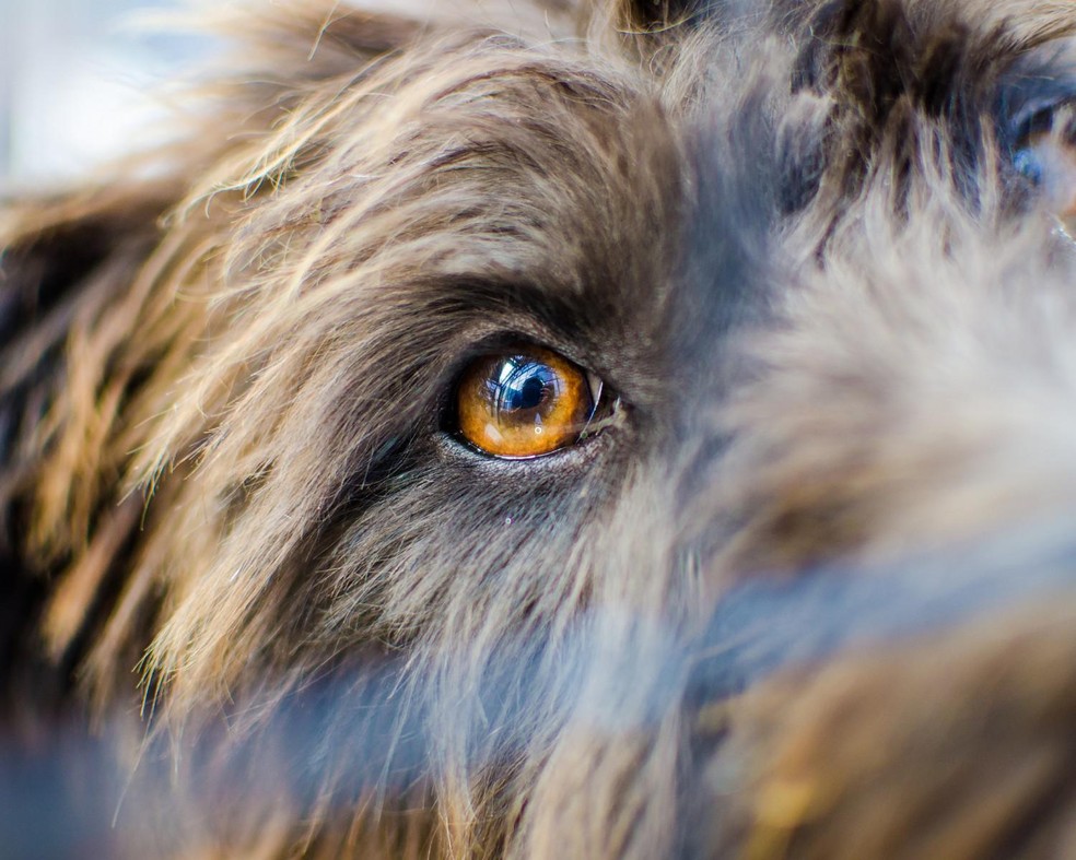 Assim como os humanos, cachorros também apresentam doenças oculares — Foto: Canva/ CreativeCommons