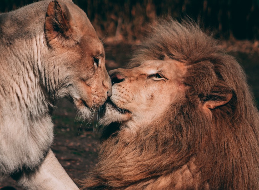 Um dos comportamentos semelhantes ao beijo no reino animal acontece entre leões, que costumam se mordiscar — Foto: Unsplash/ Clément ROY/ CreativeCommons