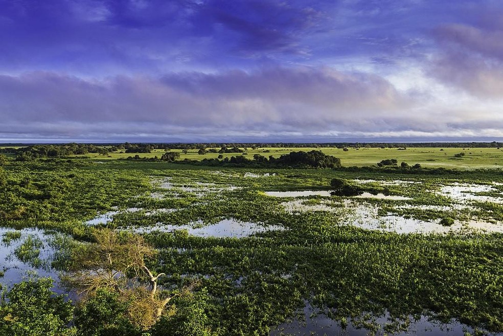 O Pantanal é a maior planície de inundação contínua do Planeta Terra — Foto: ( Filipefrazao/ Wikimedia Commons)