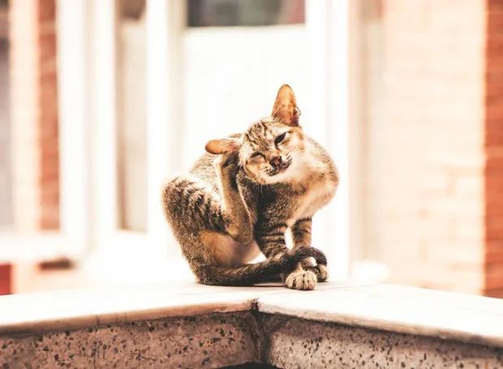 Além de coceiras e vermelhidão na pele, a pulga Ctenocephalides felis felis pode transmitir doenças aos gatos — Foto: ( Pexels/ Drift Shutterbug/ CreativeCommons)