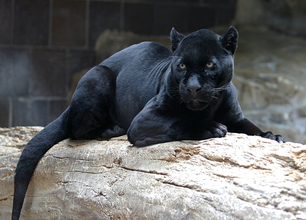 Pantera negra – Onça Pintada – Panthera onca — Foto: Henry Doorly Zoo/ Wikimedia Commons/ CreativeCommons