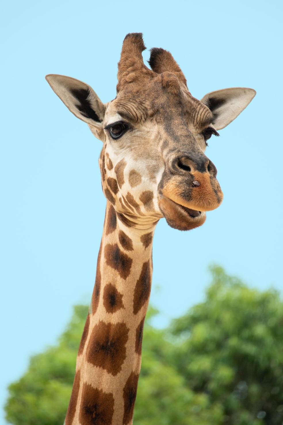 Algumas espécies inspecionam a urina das fêmeas, mas no solo. No caso das girafas, o pescoço comprido e a cabeça pesada fazem com que se inclinar leve à vulnerabilidade — Foto: Unsplash/ Sian Cooper/ Creative Commons