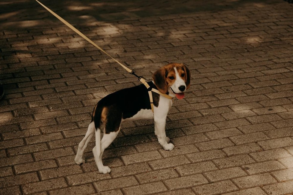 beagle que se parece a snoopy