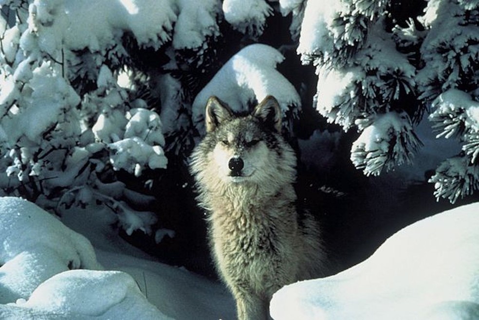 Lobo na neve — Foto: Tracy Brooks/ Wikimedia Commons/ Creative Commons